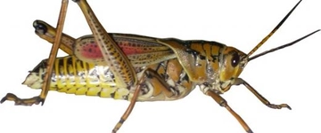 Böcek Fobisi Belirtileri ve Tedavisi